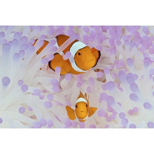 Indonesia, Papua Anemonefish in an anemone